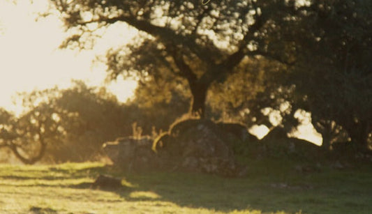 Le prix au kilo du jambon ibérique