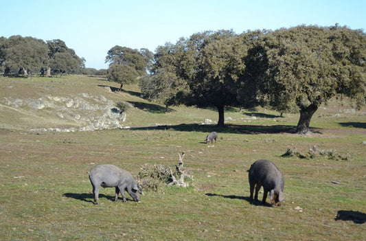 Comment définir le jambon pata negra ?