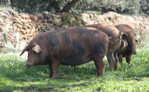 Quart Jambon 100% ibérique Bellota, Race Manchado de Jabugo,