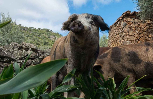 Quart Jambon 100% ibérique Bellota, Race Manchado de Jabugo,