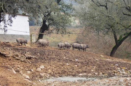 La Jabugueña, une véritable famille