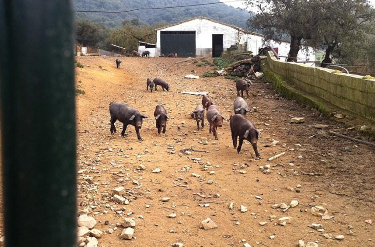 Régions de provenance du jambon ibérique bellota