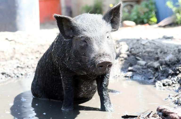 Les caractéristiques uniques au monde du porc ibérique