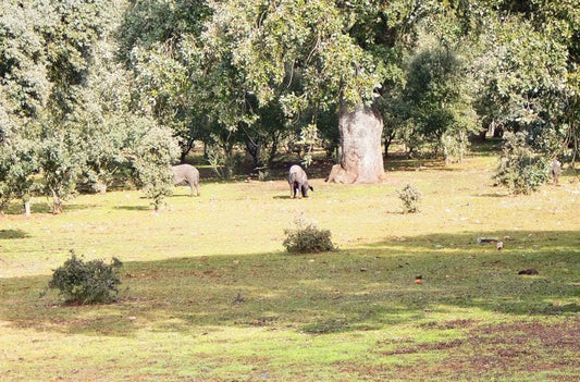 La Dehesa d'Estrémadure