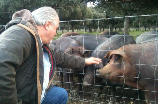 Porc ibérique : tout savoir sur cet animal !