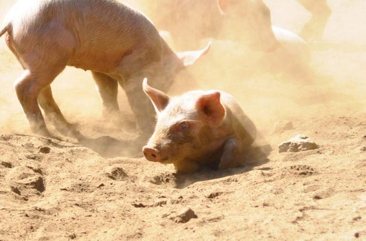 Le jambon Serrano Bodega et Reserva : en savoir plus !