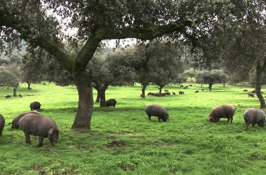 Quelles sont les différences entre le secreto, la presa et la pluma ibérique ?