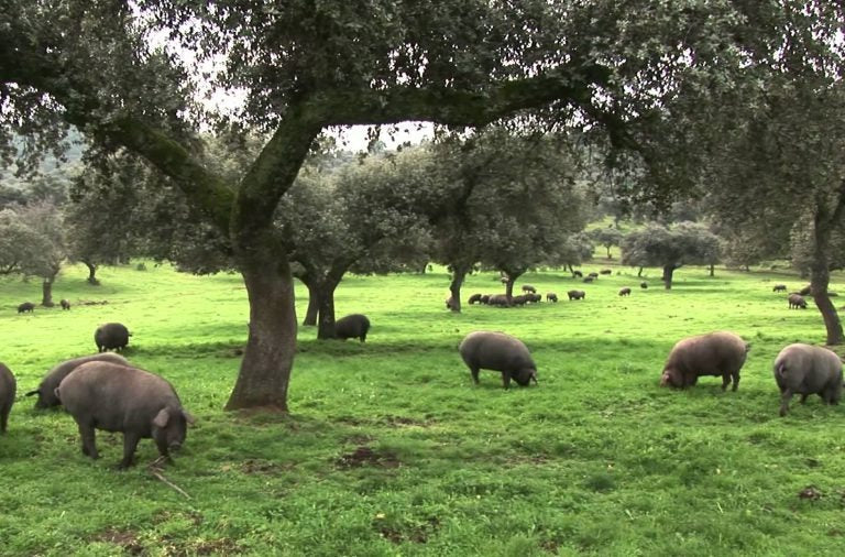 Quelles sont les différences entre le secreto, la presa et la pluma ibérique ?