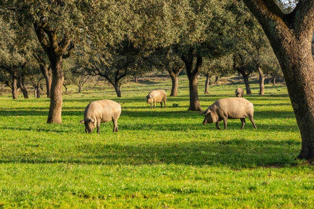 Quelle est la différence entre le porc ibérique et le porc normal ?