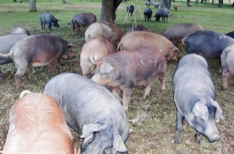 Quelle alimentation pour le porc ibérique ?
