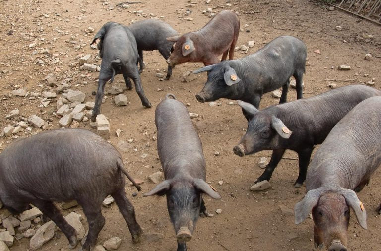 Comment le porc ibérique pata negra est-il élevé ?